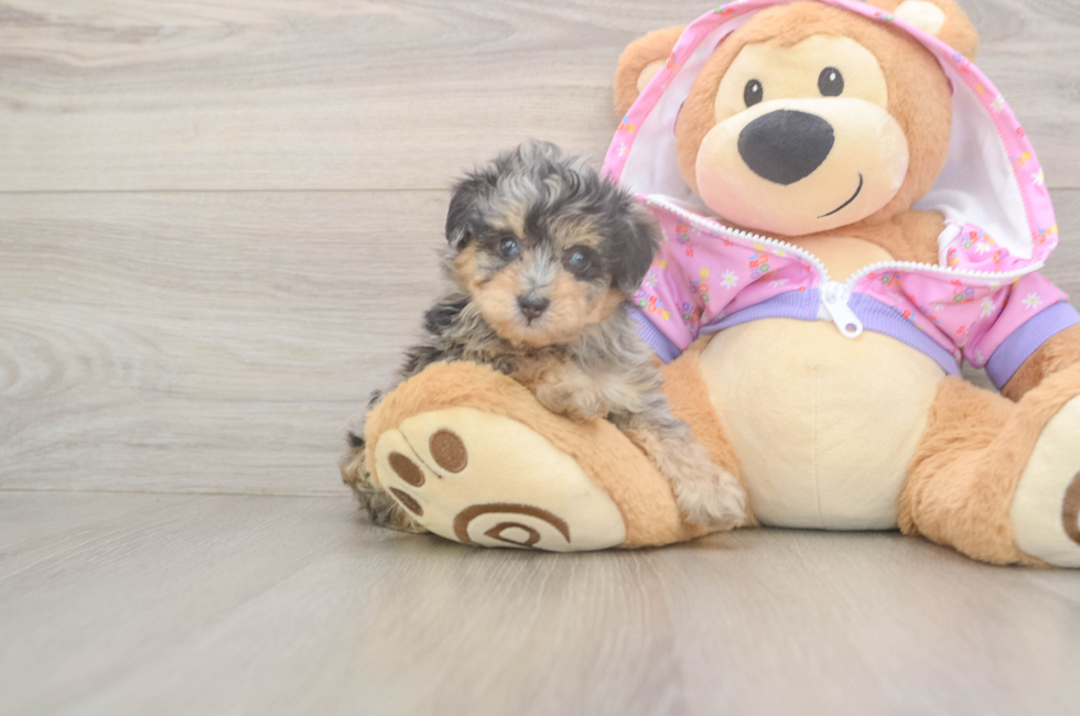 5 week old Mini Aussiedoodle Puppy For Sale - Florida Fur Babies
