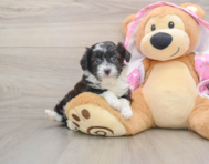 8 week old Mini Aussiedoodle Puppy For Sale - Florida Fur Babies