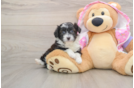 Mini Aussiedoodle Puppy for Adoption