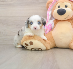 8 week old Mini Aussiedoodle Puppy For Sale - Florida Fur Babies