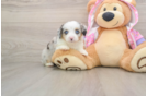 Best Mini Aussiedoodle Baby