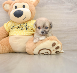 9 week old Mini Aussiedoodle Puppy For Sale - Florida Fur Babies