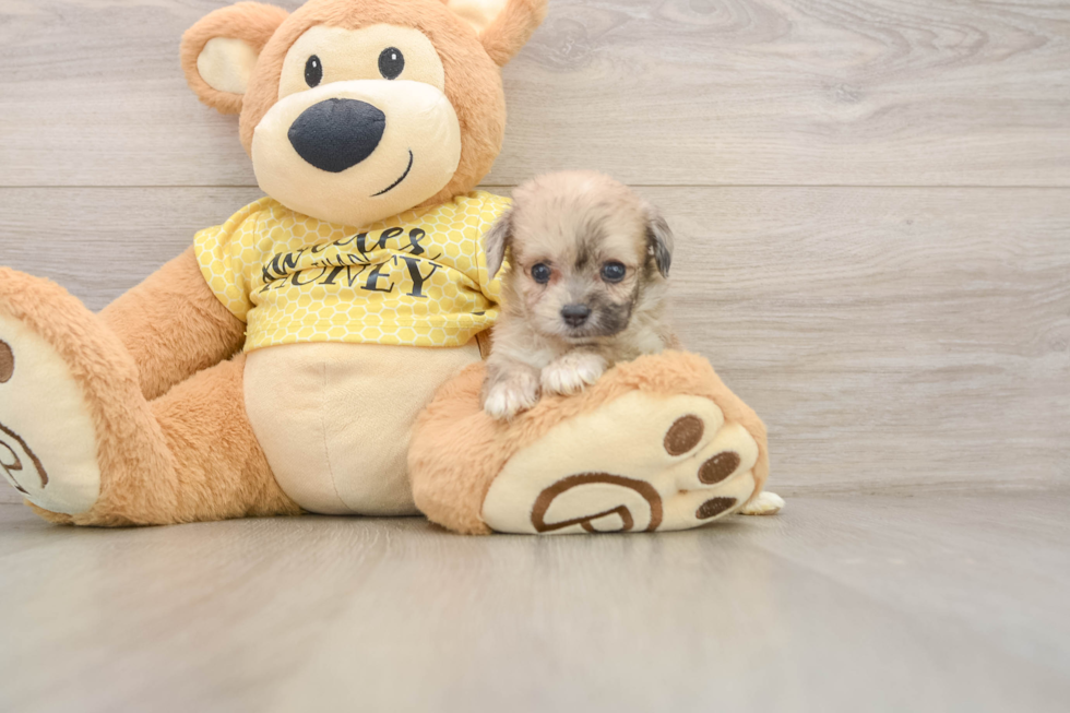 Smart Mini Aussiedoodle Poodle Mix Pup