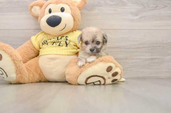 Smart Mini Aussiedoodle Poodle Mix Pup