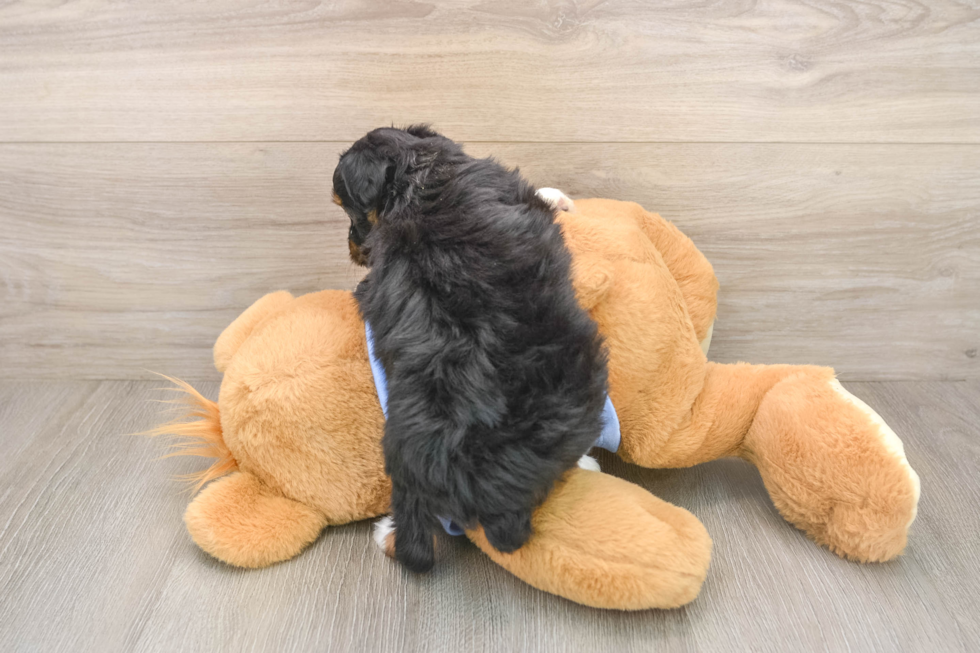 Mini Aussiedoodle Pup Being Cute