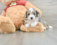 8 week old Mini Aussiedoodle Puppy For Sale - Florida Fur Babies