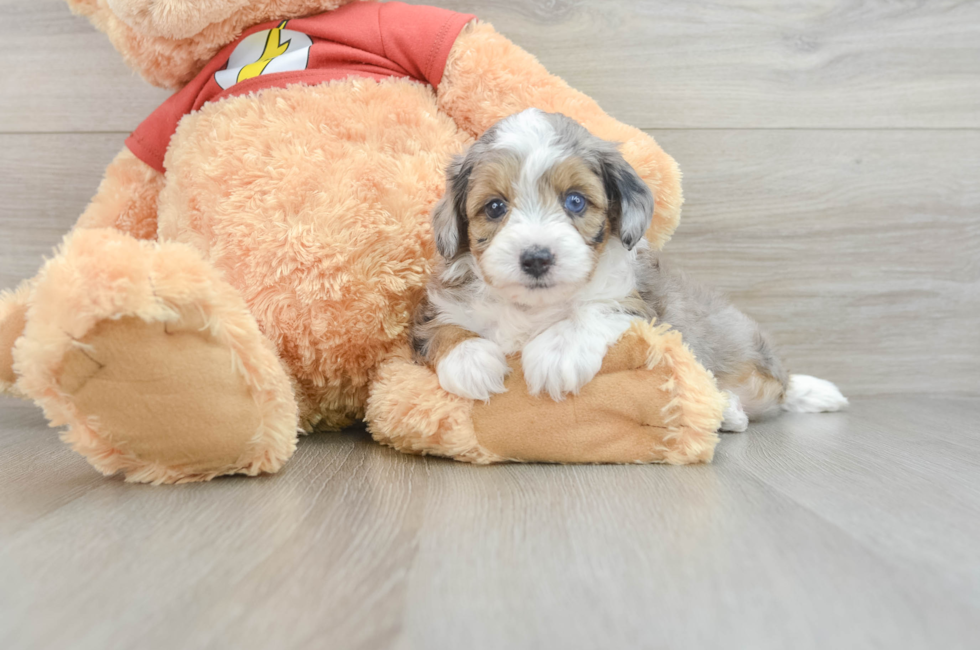 6 week old Mini Aussiedoodle Puppy For Sale - Florida Fur Babies