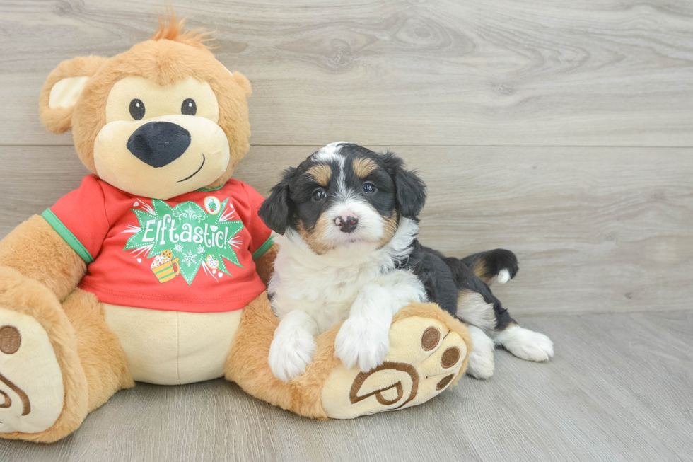 Friendly Mini Aussiedoodle Baby