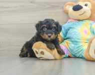 8 week old Mini Aussiedoodle Puppy For Sale - Florida Fur Babies