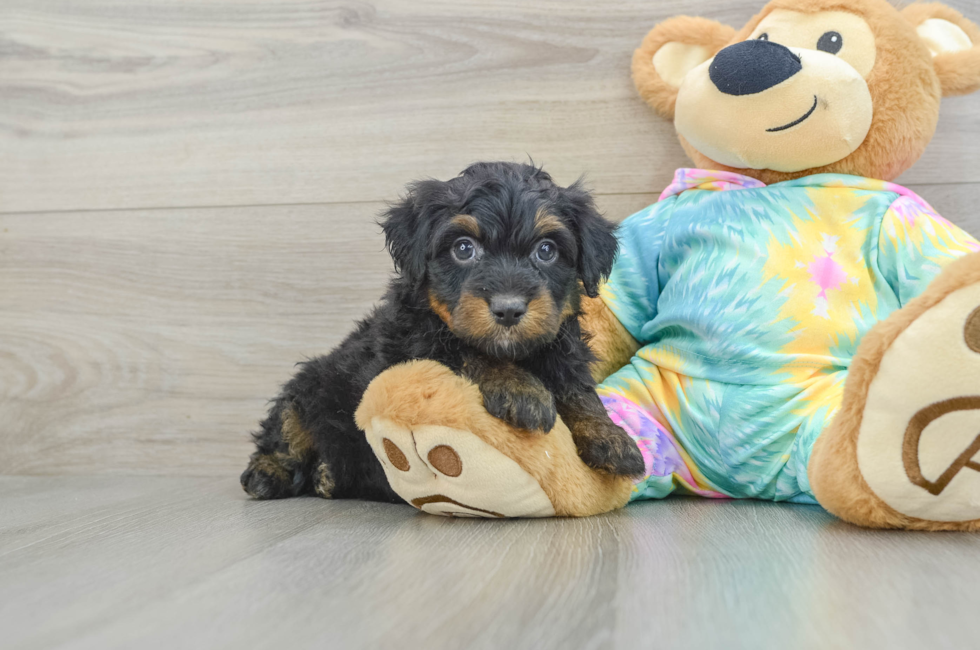 6 week old Mini Aussiedoodle Puppy For Sale - Florida Fur Babies