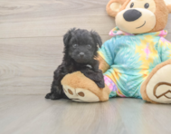 6 week old Mini Aussiedoodle Puppy For Sale - Florida Fur Babies