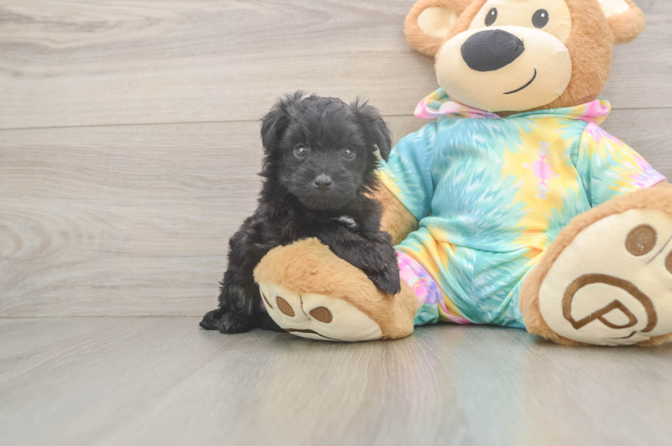 6 week old Mini Aussiedoodle Puppy For Sale - Florida Fur Babies