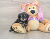 5 week old Mini Aussiedoodle Puppy For Sale - Florida Fur Babies