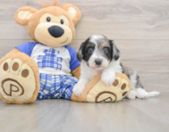 8 week old Mini Aussiedoodle Puppy For Sale - Florida Fur Babies