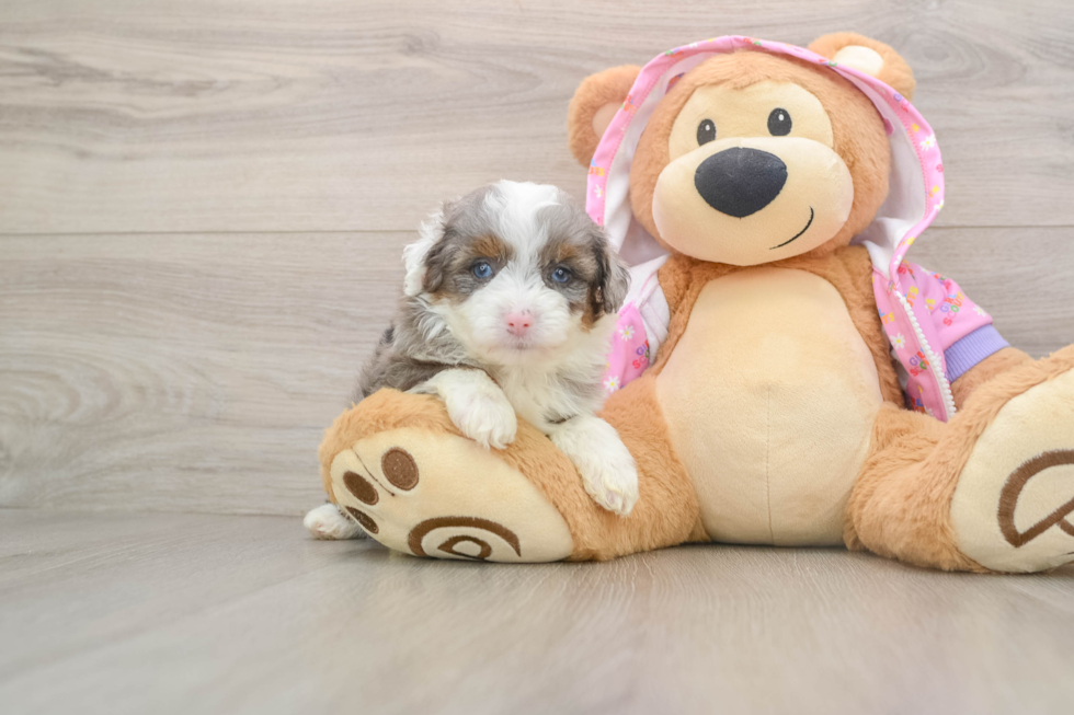 Mini Aussiedoodle Puppy for Adoption
