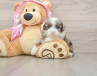 7 week old Mini Aussiedoodle Puppy For Sale - Florida Fur Babies