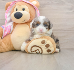 7 week old Mini Aussiedoodle Puppy For Sale - Florida Fur Babies