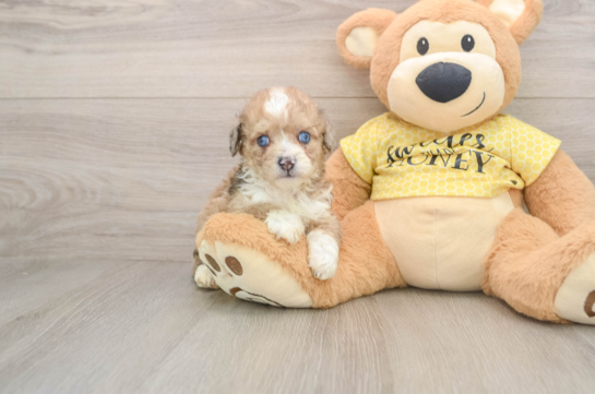 Best Mini Aussiedoodle Baby