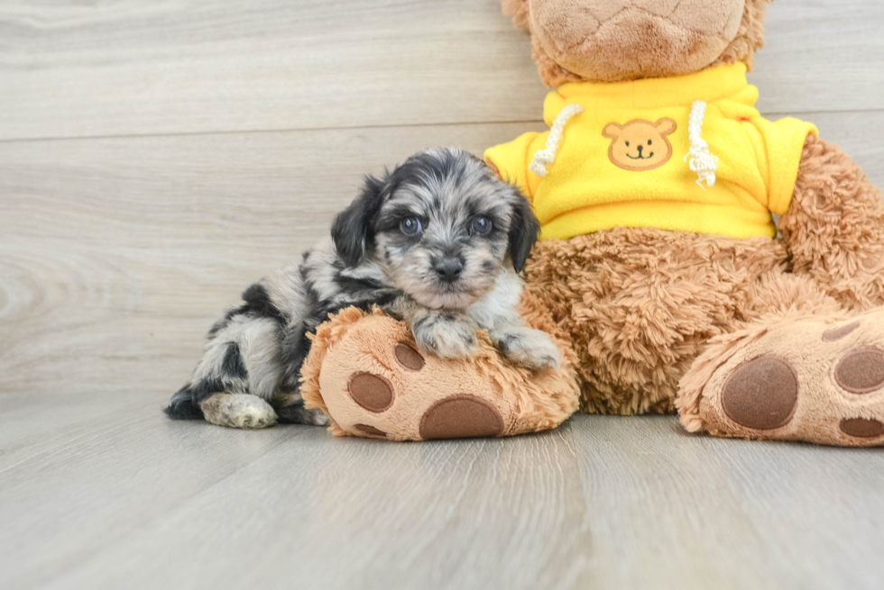 Petite Mini Aussiedoodle Poodle Mix Pup