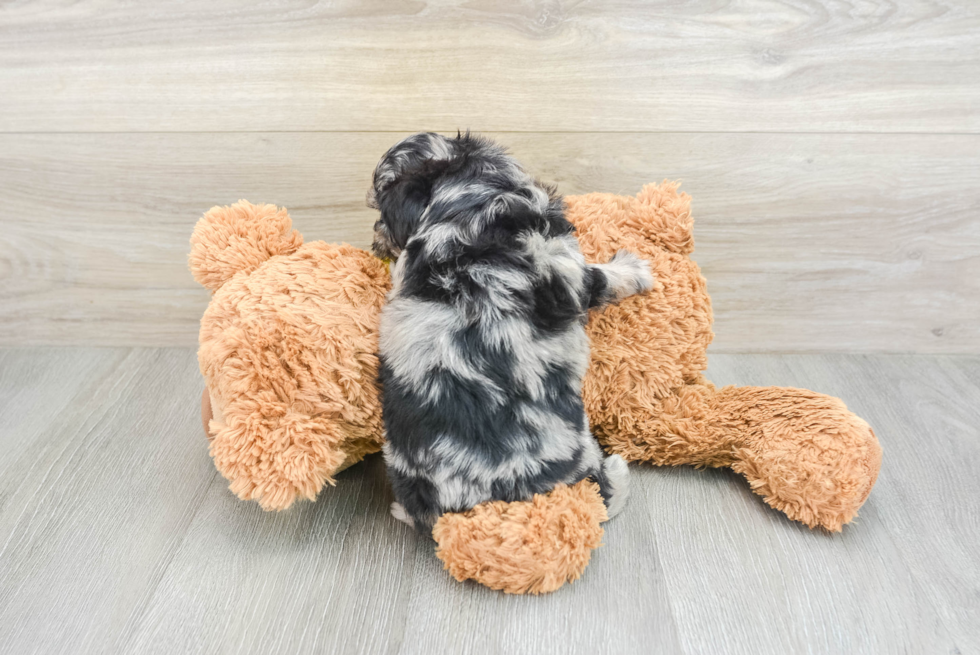 Mini Aussiedoodle Pup Being Cute