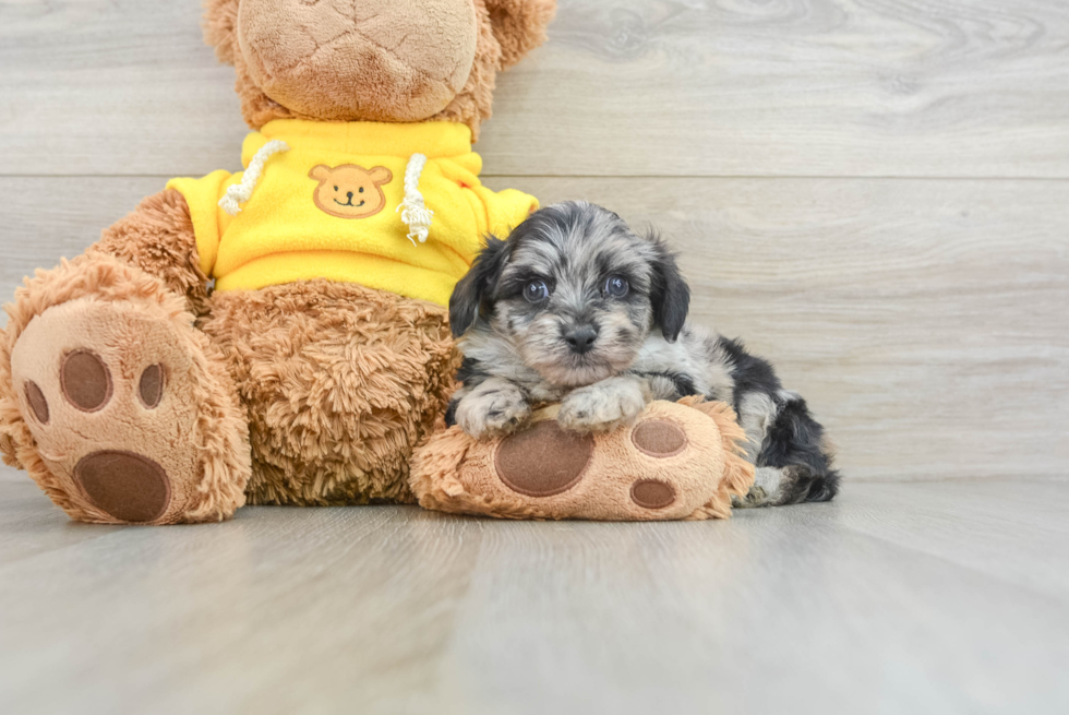 Best Mini Aussiedoodle Baby