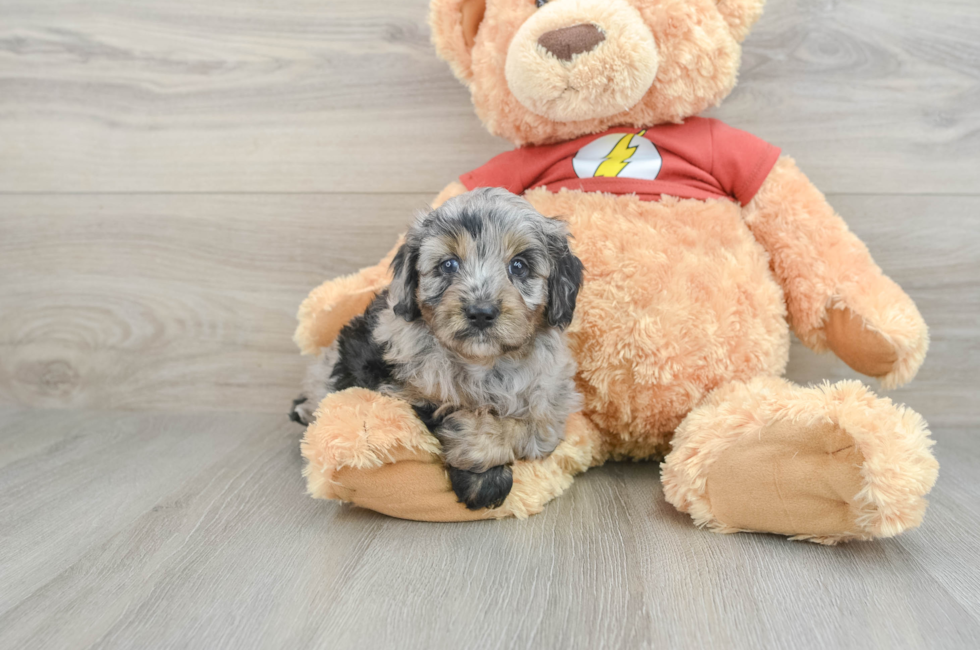 6 week old Mini Aussiedoodle Puppy For Sale - Florida Fur Babies