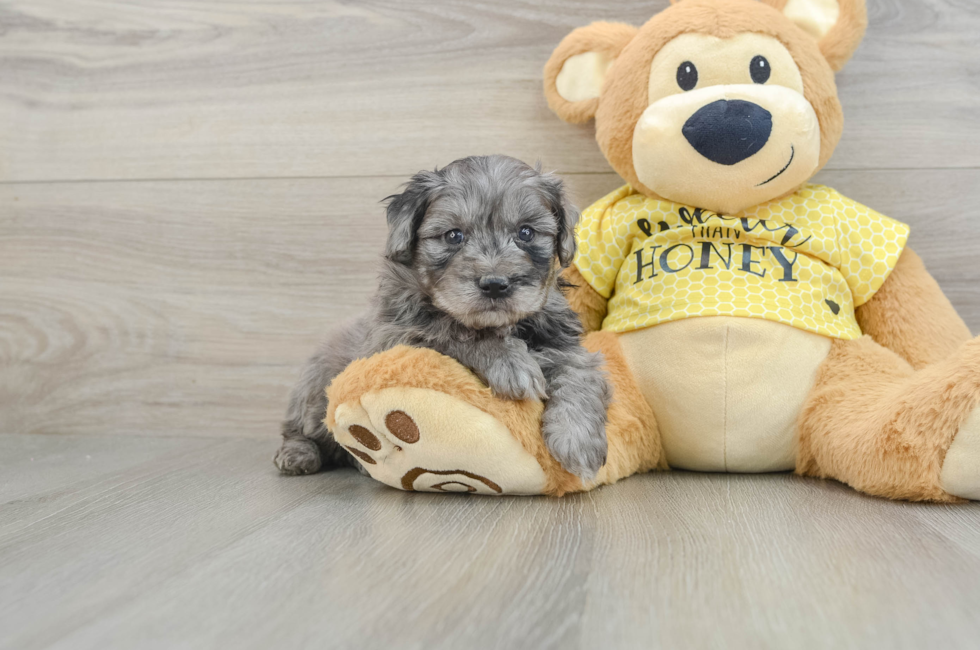 6 week old Mini Aussiedoodle Puppy For Sale - Florida Fur Babies