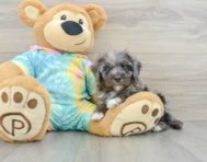 8 week old Mini Aussiedoodle Puppy For Sale - Florida Fur Babies