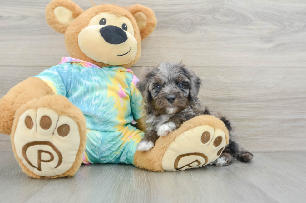 6 week old Mini Aussiedoodle Puppy For Sale - Florida Fur Babies