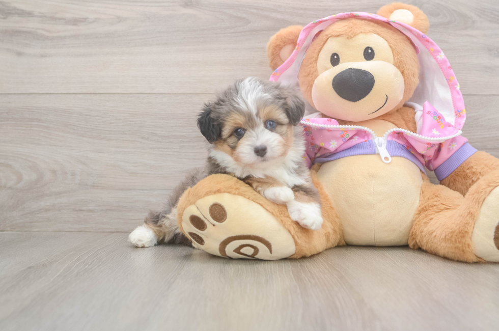 5 week old Mini Aussiedoodle Puppy For Sale - Florida Fur Babies