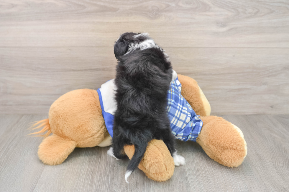 Sweet Mini Aussiedoodle Baby