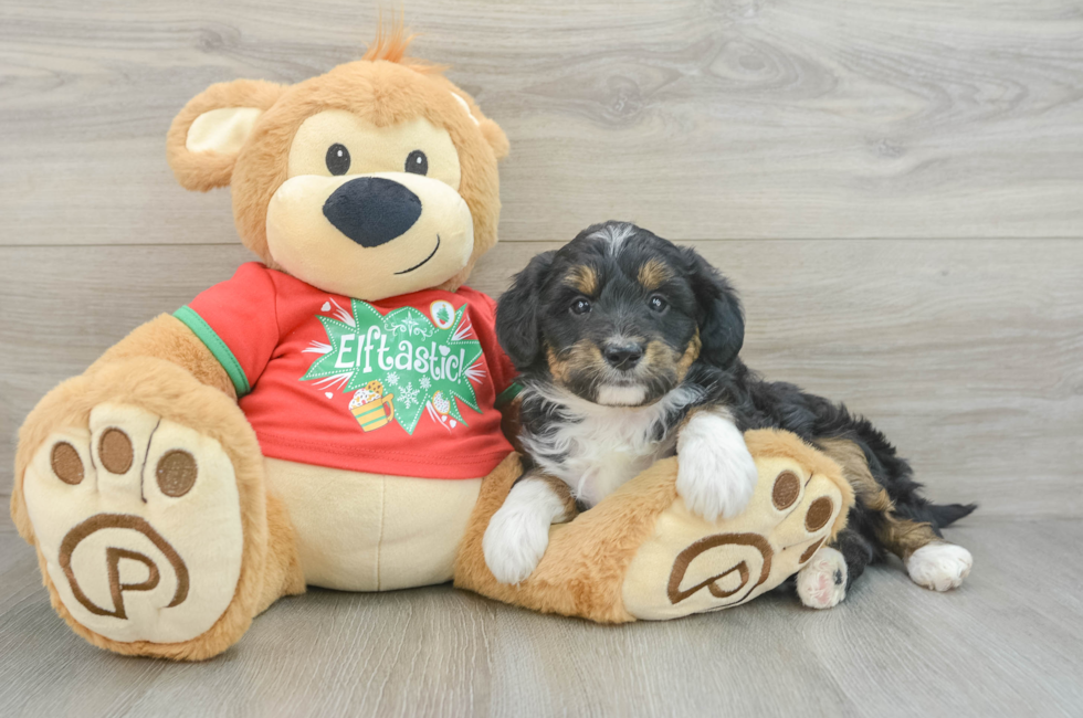 6 week old Mini Aussiedoodle Puppy For Sale - Florida Fur Babies