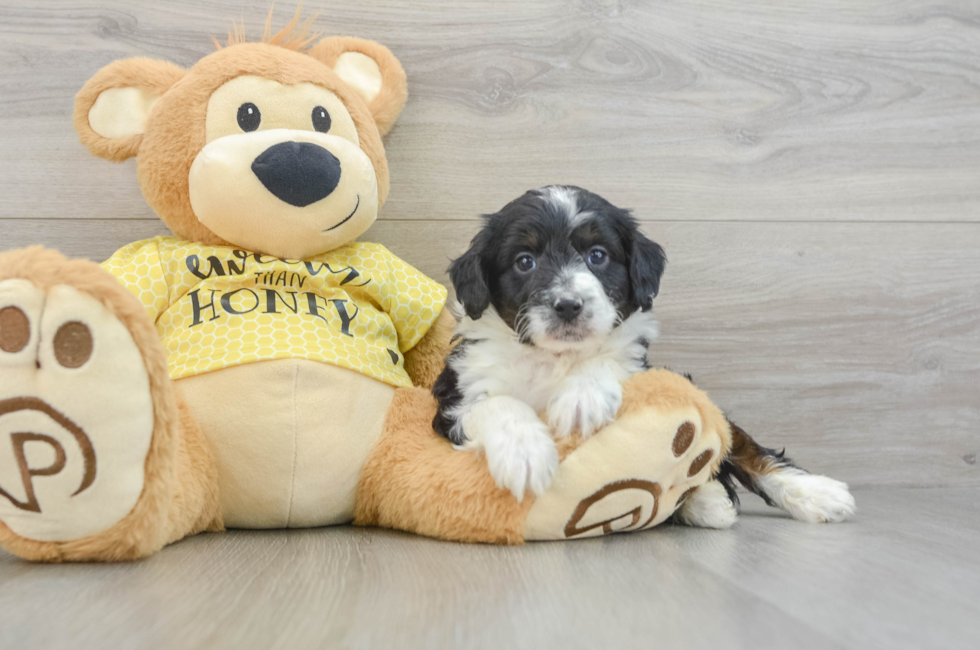 5 week old Mini Aussiedoodle Puppy For Sale - Florida Fur Babies