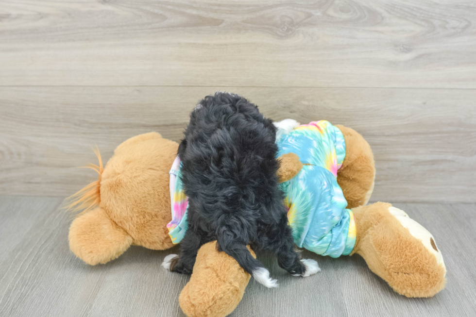 Mini Aussiedoodle Pup Being Cute