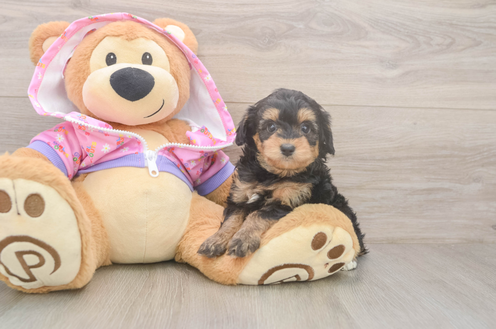 5 week old Mini Aussiedoodle Puppy For Sale - Florida Fur Babies