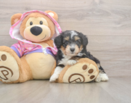 6 week old Mini Aussiedoodle Puppy For Sale - Florida Fur Babies