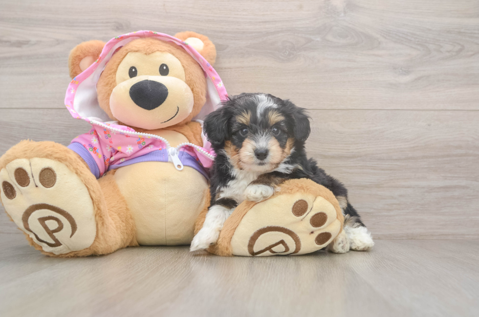 5 week old Mini Aussiedoodle Puppy For Sale - Florida Fur Babies