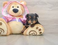 6 week old Mini Aussiedoodle Puppy For Sale - Florida Fur Babies