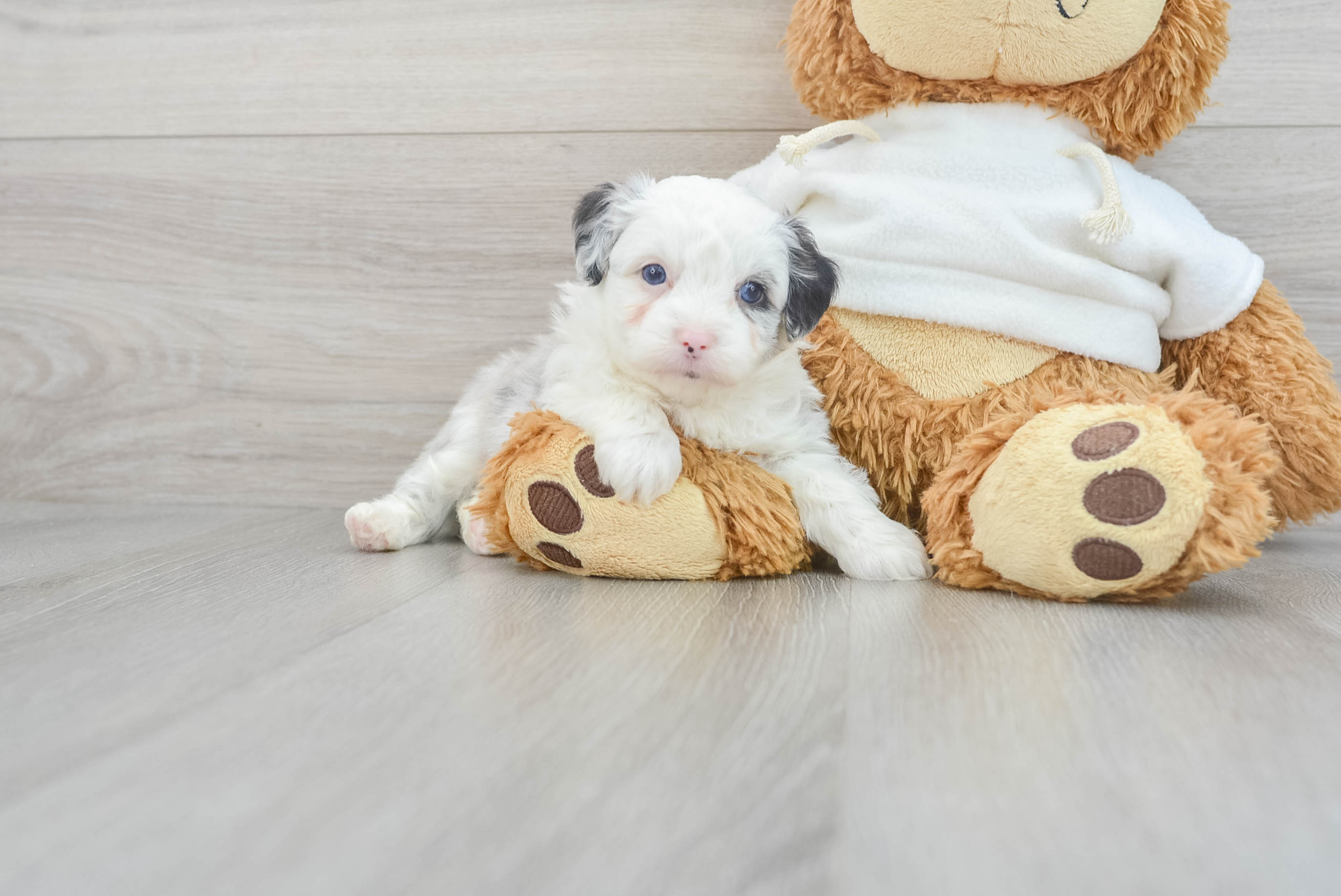 Mini 2024 aussiedoodle adoption