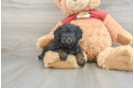 Mini Aussiedoodle Pup Being Cute