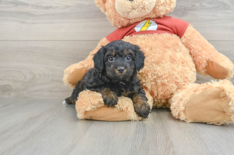 6 week old Mini Aussiedoodle Puppy For Sale - Florida Fur Babies