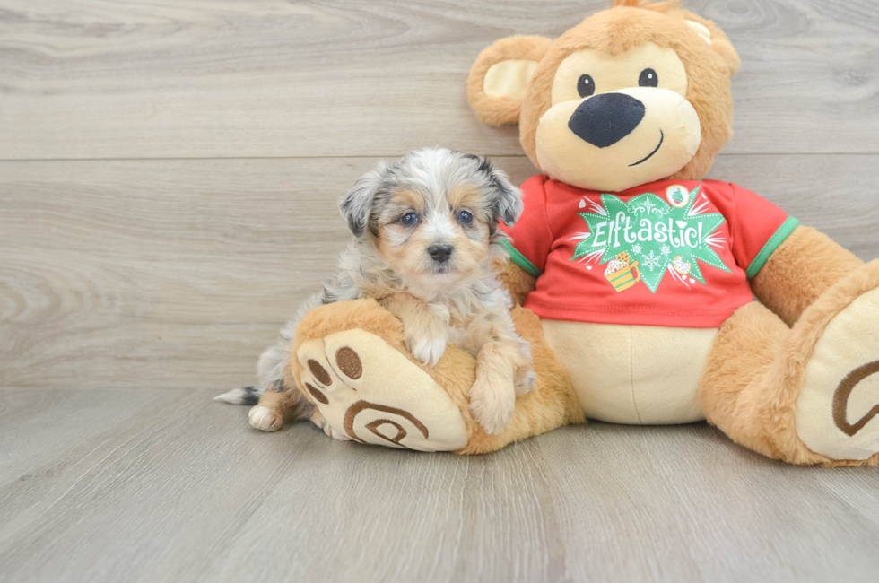 6 week old Mini Aussiedoodle Puppy For Sale - Florida Fur Babies