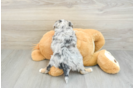 Mini Aussiedoodle Pup Being Cute