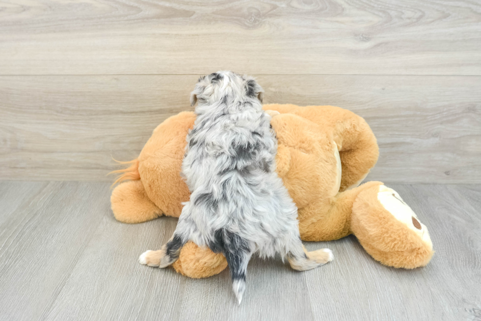 Mini Aussiedoodle Pup Being Cute