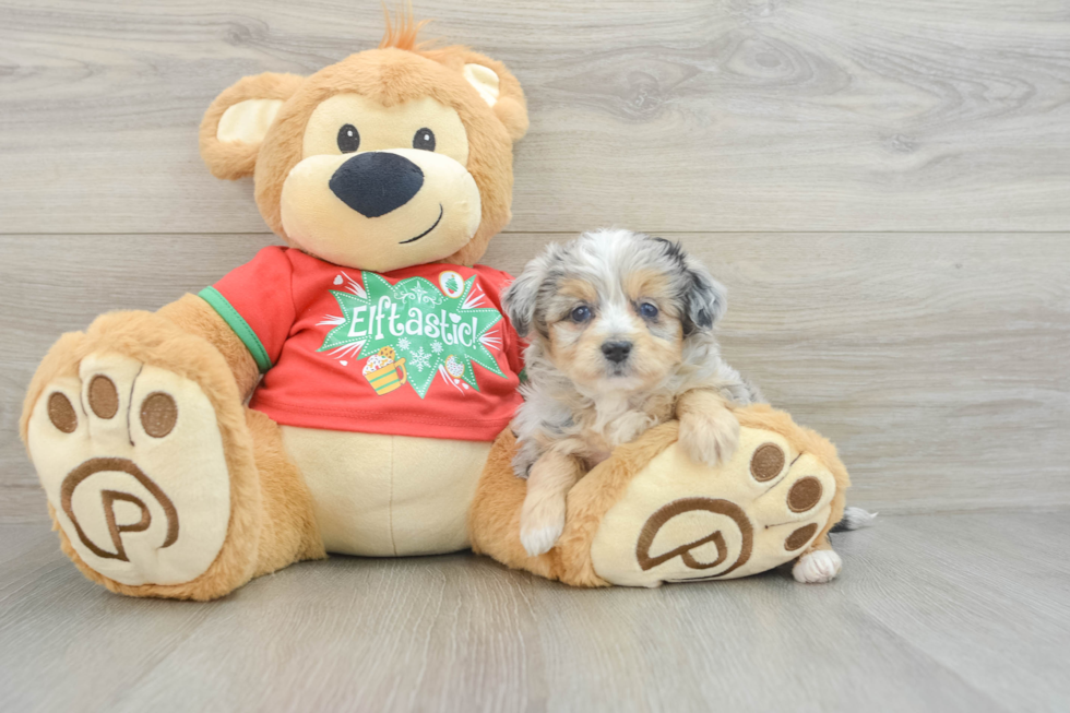 Best Mini Aussiedoodle Baby