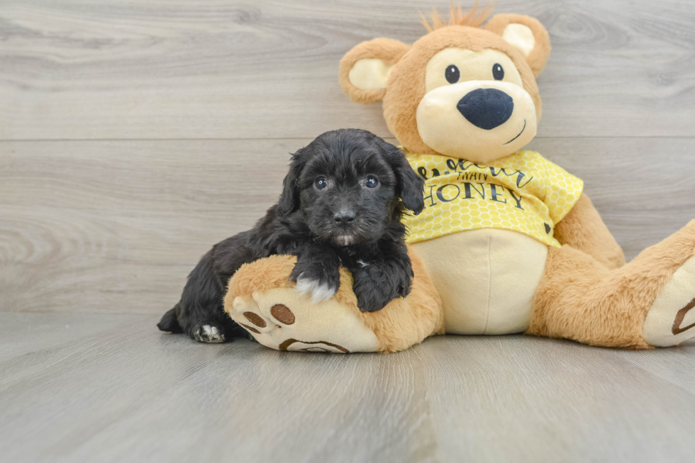 Petite Mini Aussiedoodle Poodle Mix Pup