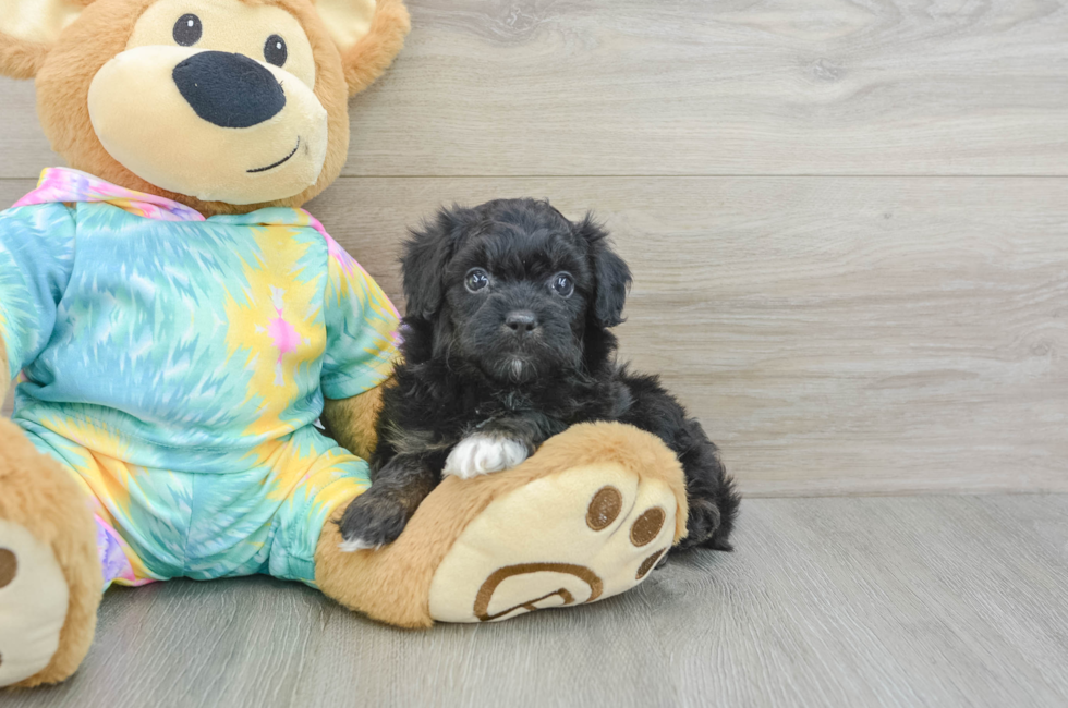 6 week old Mini Aussiedoodle Puppy For Sale - Florida Fur Babies