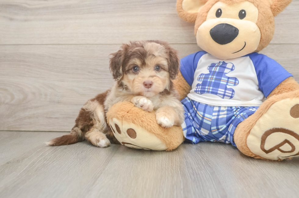 6 week old Mini Aussiedoodle Puppy For Sale - Florida Fur Babies