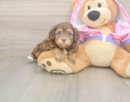 8 week old Mini Aussiedoodle Puppy For Sale - Florida Fur Babies