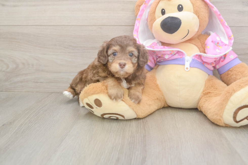 5 week old Mini Aussiedoodle Puppy For Sale - Florida Fur Babies
